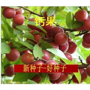 ���W���}���N�ӡ���ͥ�̨�ļ��Nֲ����-WZN