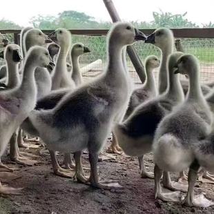 �Z�л����N���Z��������Z��Ó��һ�����Z���Z���Bֳ������