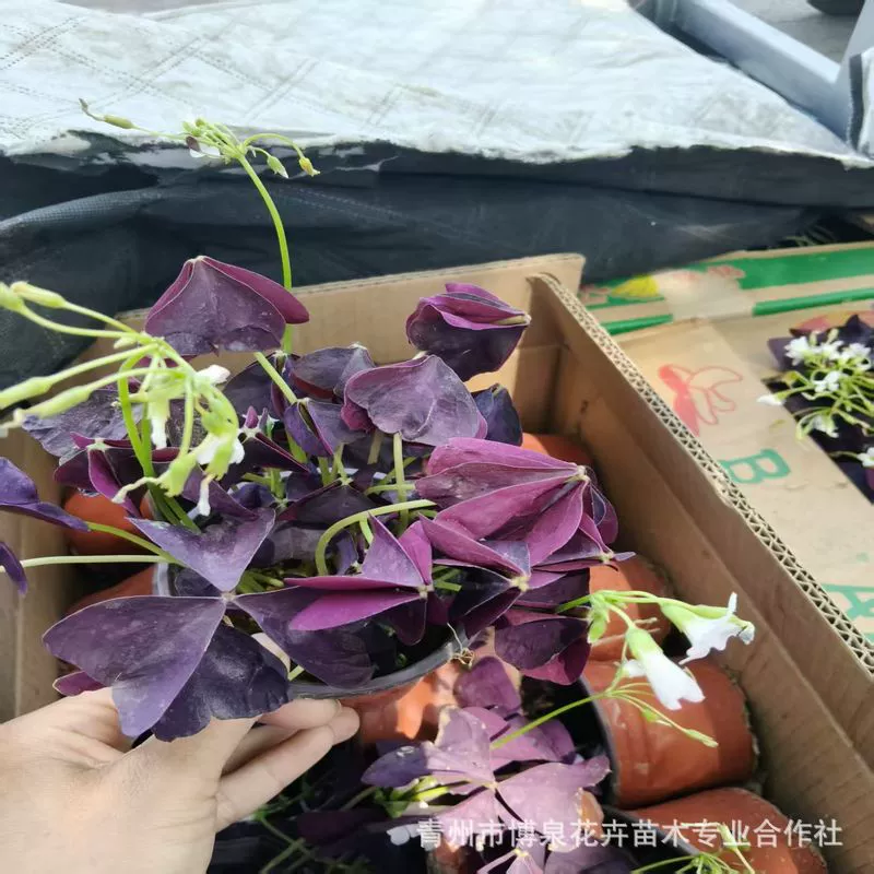 Саженцы цветов фиолетового клевера, луковицы зеленого клевера, жареная соусная трава, фиолетовая бабочка, комнатные лиственные растения на балконе во дворе