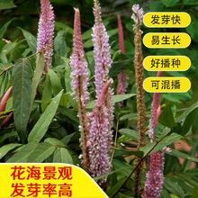 猫尾草种子猫尾草观赏性好耐寒耐旱耐盐碱易种土狗尾种子