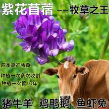 ϻޣNӶļޣ~ݷNiuZţ