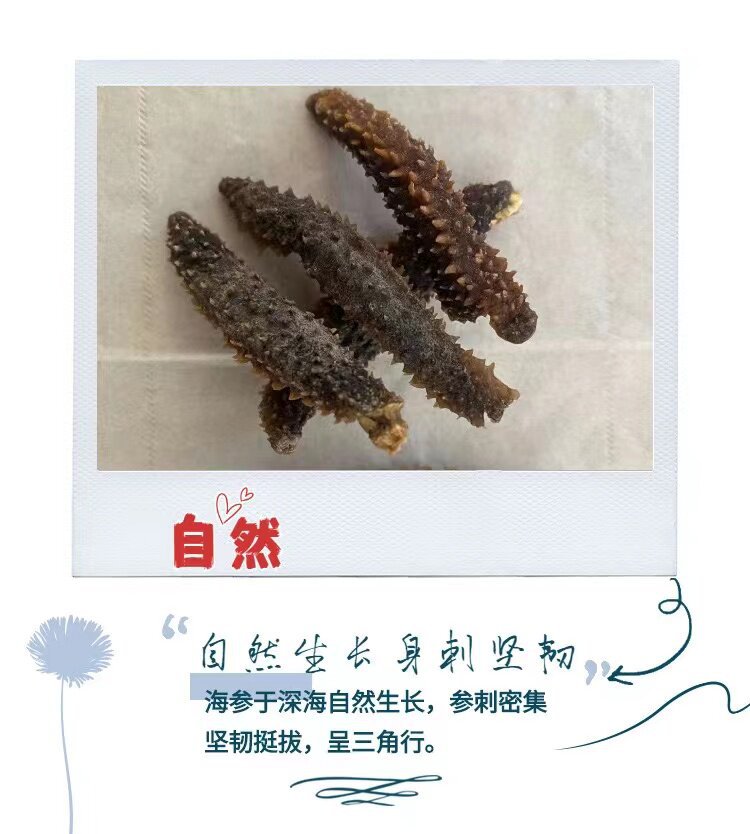 Wild Indonesian Black Sea Cucumber Holothuria Dried Seafood 500g High Rehydration Rate for Cooking specifications
