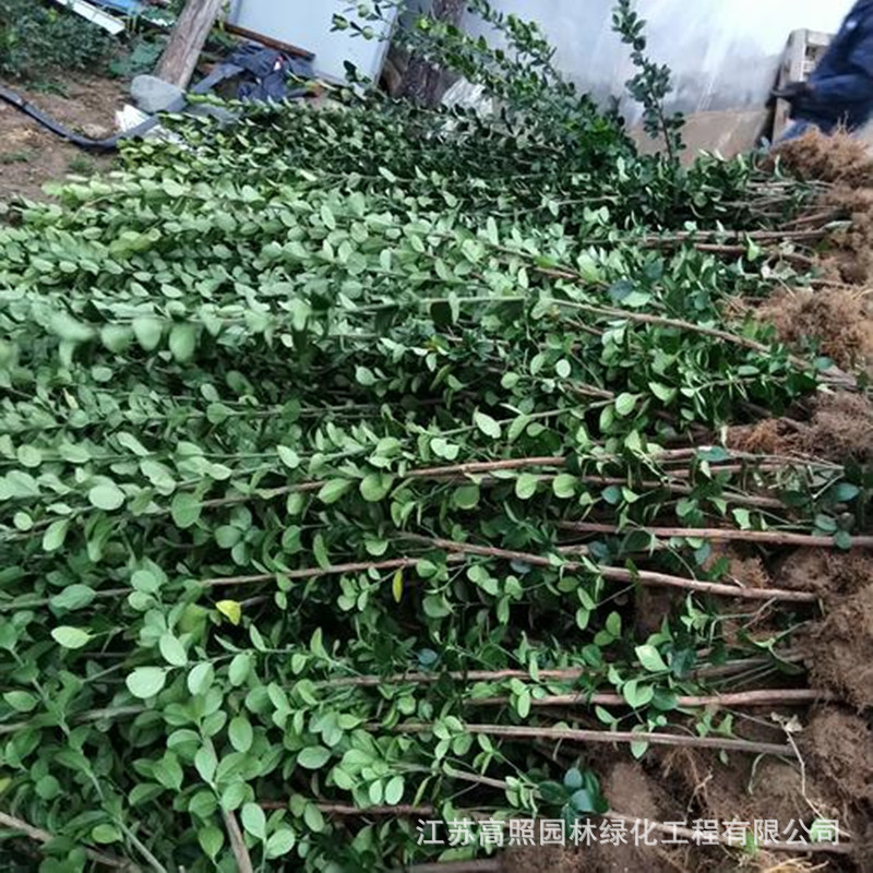 基地绿化苗木行道树绿 篱植物北海道黄杨卫矛冬青苗 护坡绿化灌丛