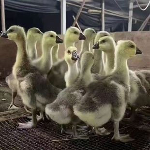 �r��ɢ�B���ڴ������Z��������w���ڪ{�^�ZÓ���Z���N�{�^�Z��