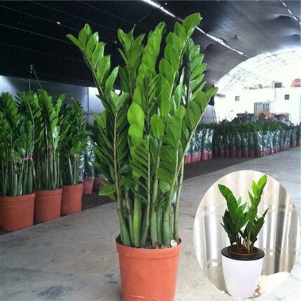 Dropshipping Money Tree Flower Potted Plant Foliage Large Green Plant Money String Four Seasons Evergreen Money Tree