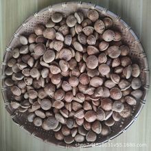 VҰLݾһb^aIșaٴ500g]