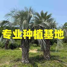 河南布迪椰子价格 上海湖北布迪椰子供应 江西布迪椰子树批发基地