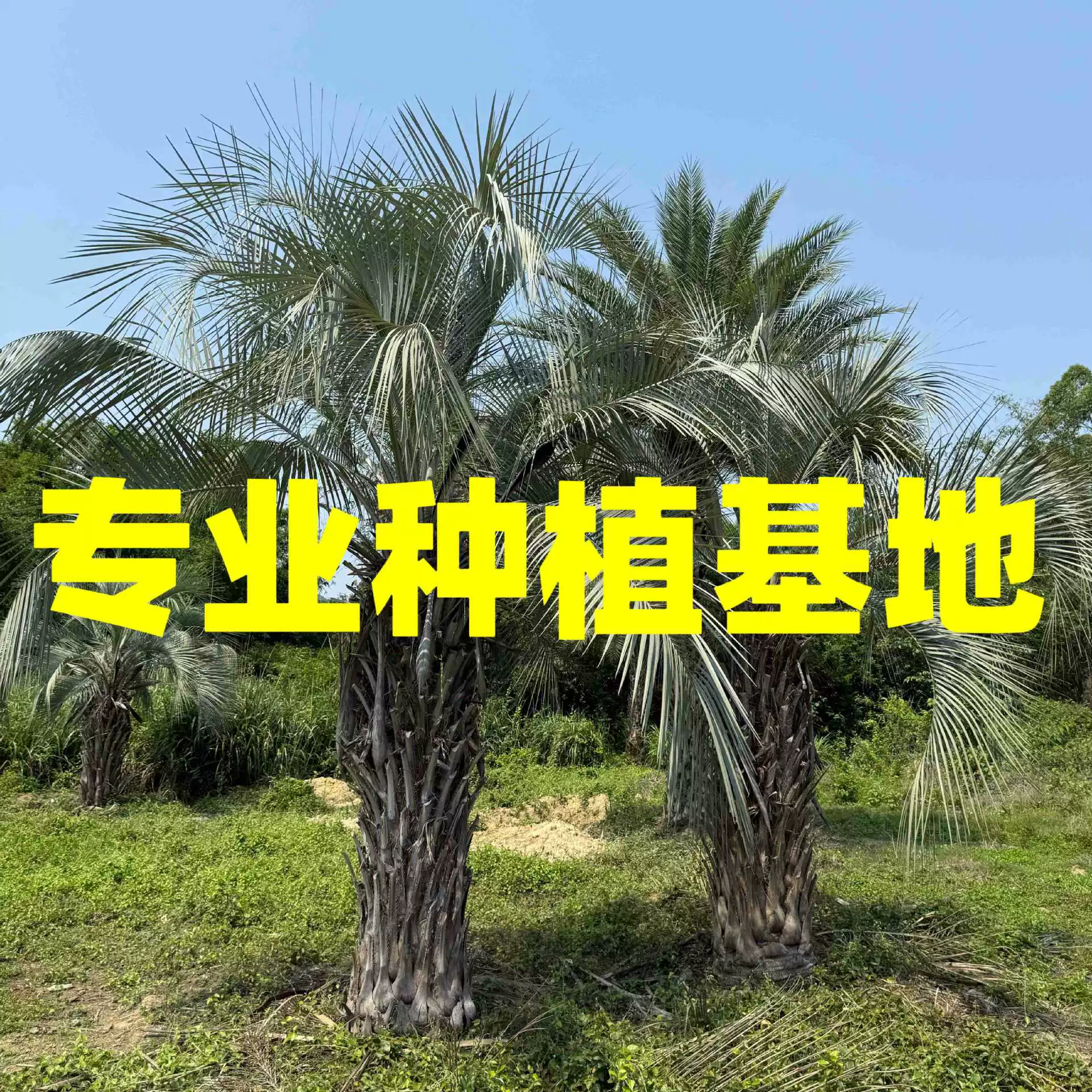 Шанхай Хубэй Буди поставки кокосов Цзянси Буди оптовая база кокосовых деревьев Фуцзянь Буди цена на кокосы