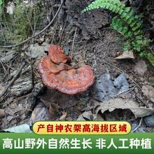 神农架灵芝 纯野生赤灵芝整枝250克非孢子粉可切片深山林芝
