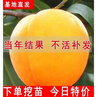 �S�Ҙ��m�Ҙ����޽��綬�����Ҙ�����Ϸ������Nֲ���箔��Y��