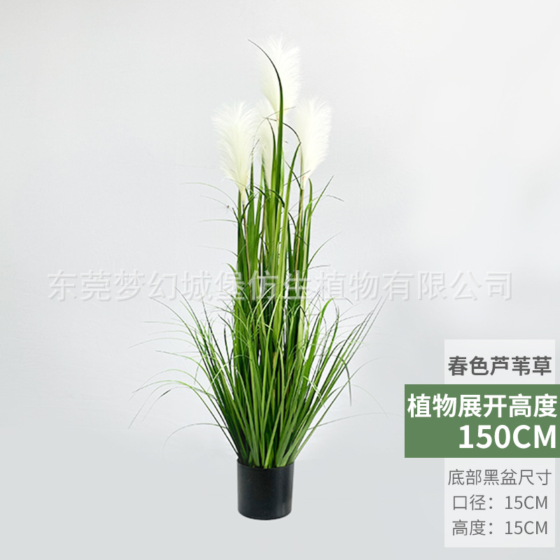 Primavera Reed hierba olla (150cm)