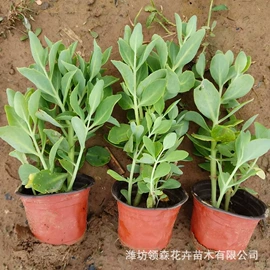 宿根花卉;一二年生花卉;灌木