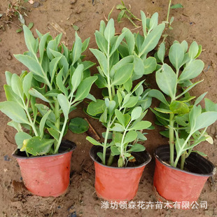 The Base Has a Large Number of Eight-Treasure Sedum, Multi-Headed and Multi-Budded Eight-Treasure Sedum, Cold-Resistant Perennial Florals, and Day-Flowering Florals
