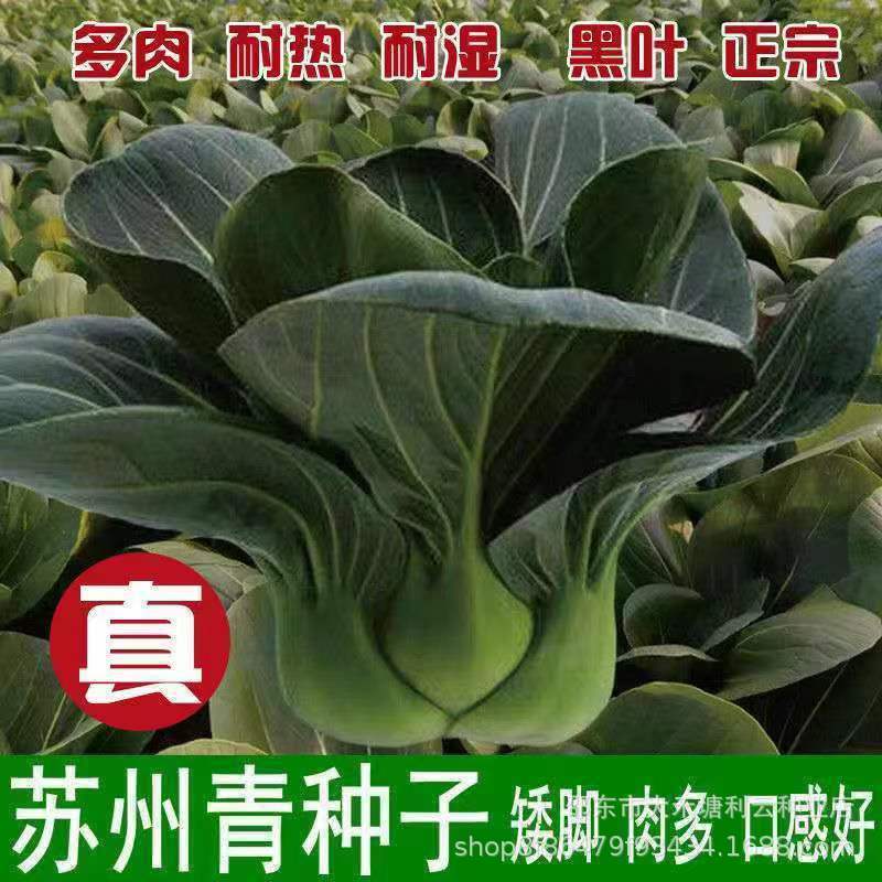 黑大头苏州青上海青青梗菜种子黑叶油菜籽阳台盆栽四季播蔬菜种子