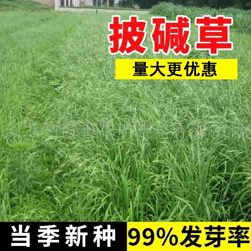 Импортированные щелочестойкие семена травы для зеленения горных пород, семена газонов, солестойкие, засухостойкие, ветроустойчивые, пескостойкие, защита склонов, почвофиксирующие семена травы.