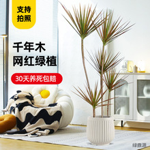 RβFkҿ͏d̨Ѫֲ߲҃FGֲ