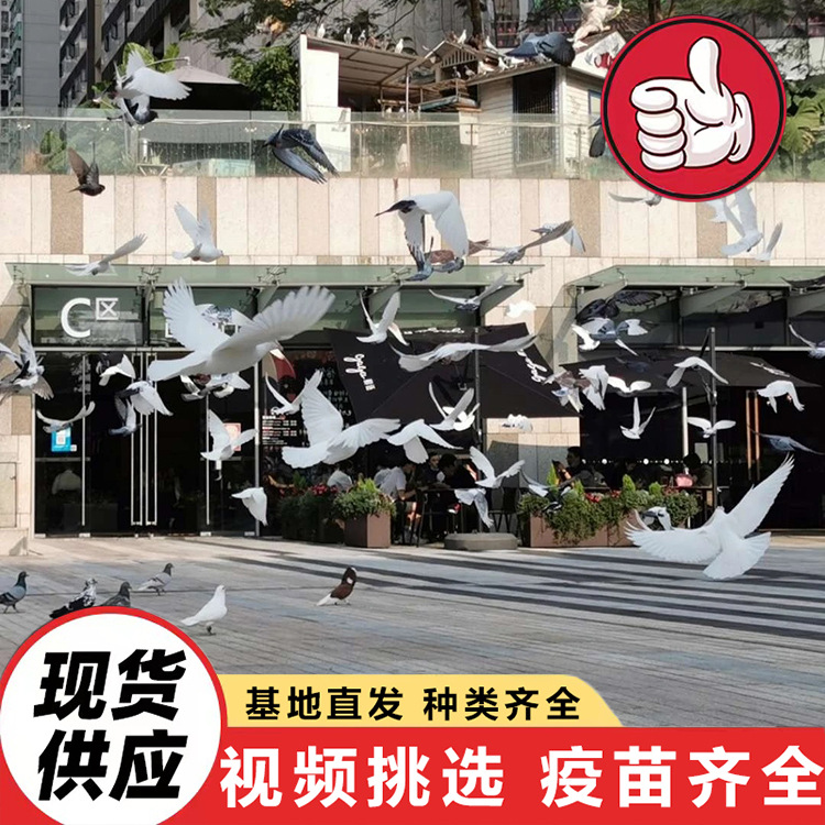 养殖基地出售景区表演和平鸽子 公园广场喂养鸽子 开学典礼放飞鸽