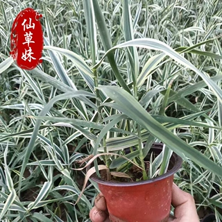 花叶芦竹苗杯苗带盆花叶 芦苇花卉水生植物含盆挺水植物带土发货