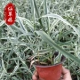 植物水生盆花芦竹花卉