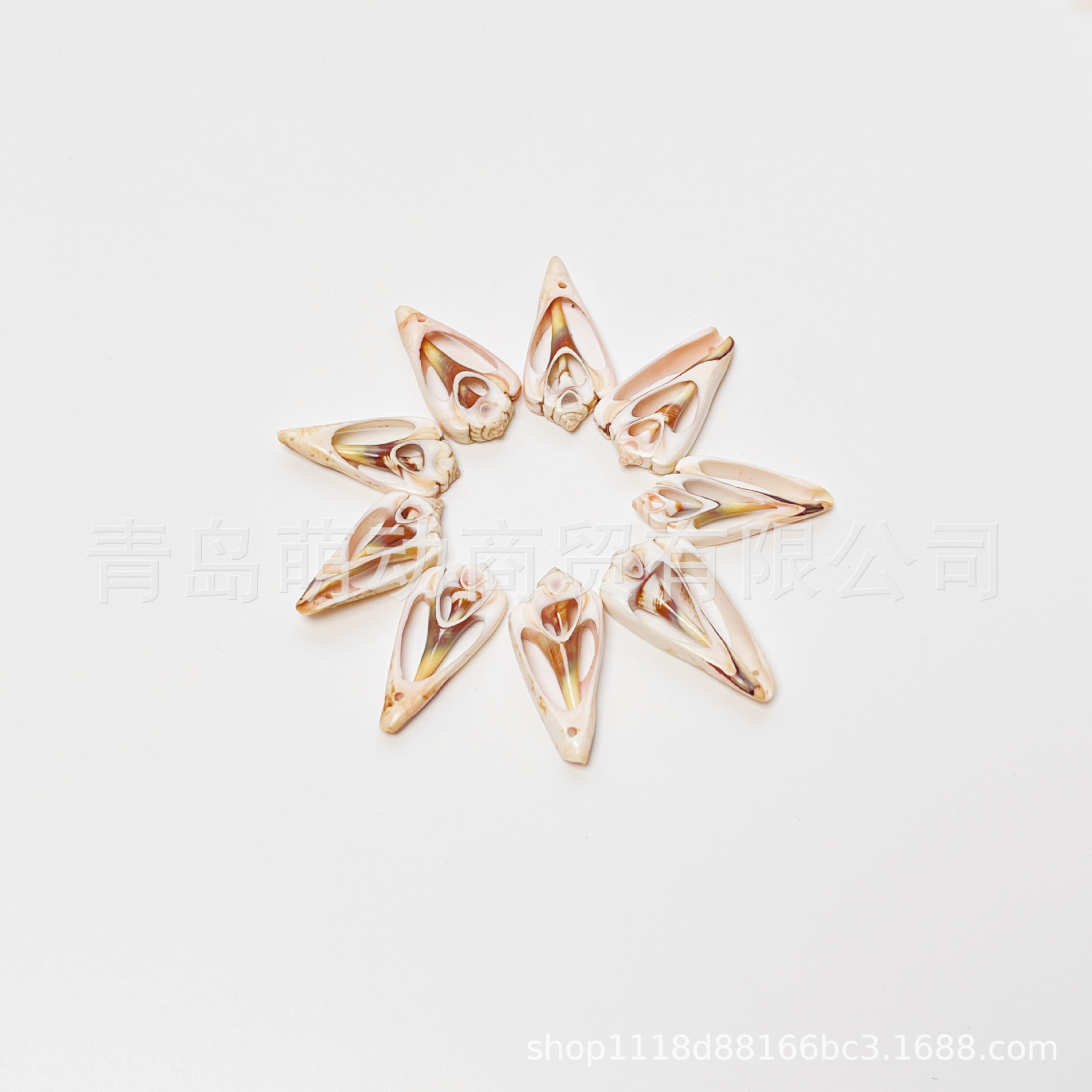 打孔三角牌各种贝壳海螺贝壳按斤批发货扇贝半壳海胆