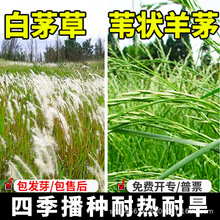 野生白茅草种子茅柴根草籽白毛菅绿化杂草种籽孑苇状羊茅四季播种