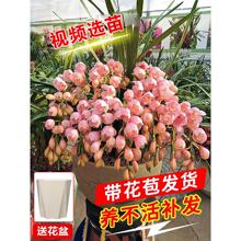 �󻨻��m�҃��r�����������Դ���ޥ�m�������^���ͺ��̓�����ֲ��