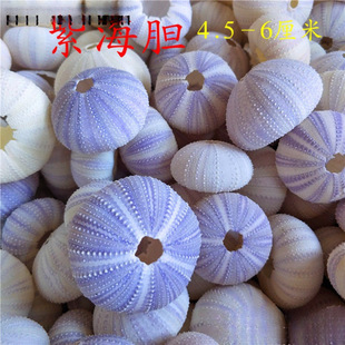 Sea Urchin Shell Natural Conch Shell Air Pineapple Base