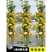 һ�����l�ٱ��¼������ش󻨝���ͥԺֲ���҃Ȼ�������õ�������N