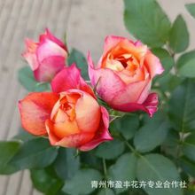 �Nޱ�����ٱ��¼��󻨝���ͥԺ����ֲ�ﻨ�����ԚW��õ���ļ��_��