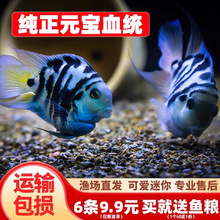 �����W�^�~���w�~С�͵�ˮ�Ꭷ�^�p�~�������������{�׽�ֳ�N�~