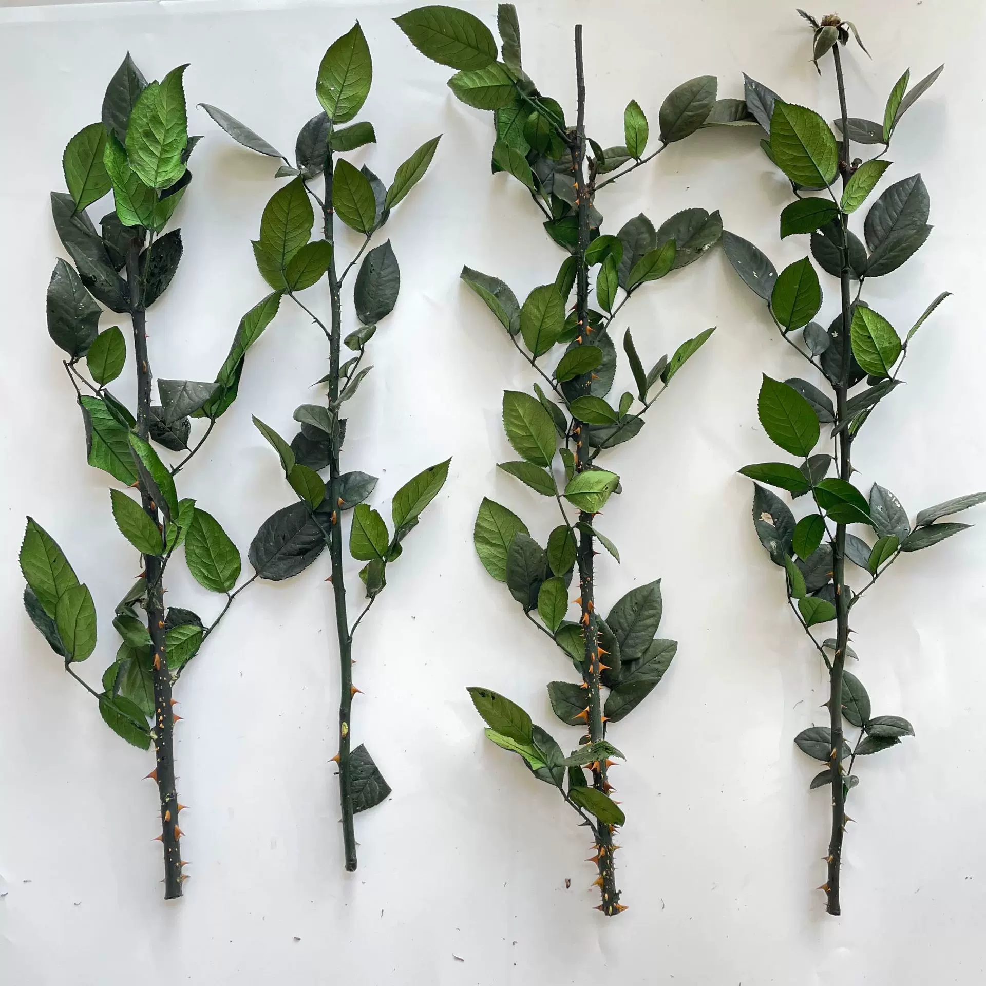 永生玫瑰枝条玫瑰杆玻璃罩小王子杆子玫瑰叶子单枝玫瑰枝条永生花