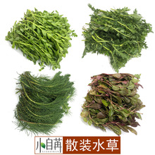 牛顿绿金钱小对叶南极杉红波小宝塔紫丁香虎耳散装扎草小草批发