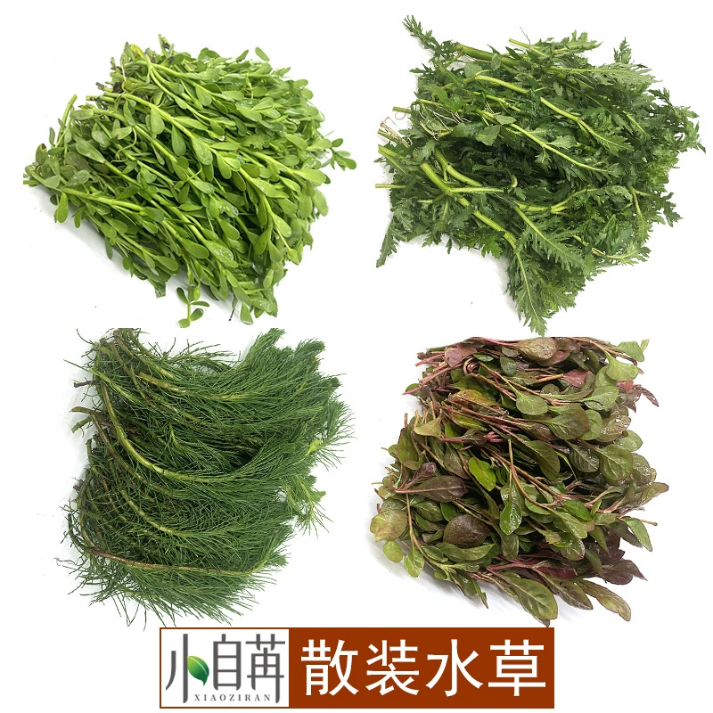 Ньютон зеленые деньги небольшая пара листьев Антарктида Красная волна маленькая пагода Сирень Тигровое ухо оптом трава