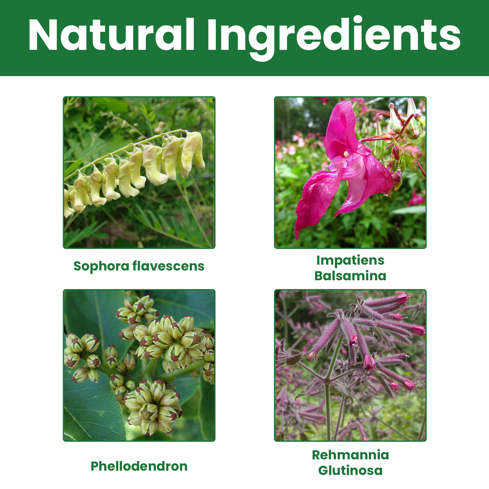 EELHOE Foot Care Grey Removal Damage Dicke und helle Nagelreparaturflüssigkeit_voghion.com