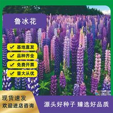 鲁冰花种籽子四季播种开花易活室内外阳台庭院花籽羽扇豆耐寒花卉