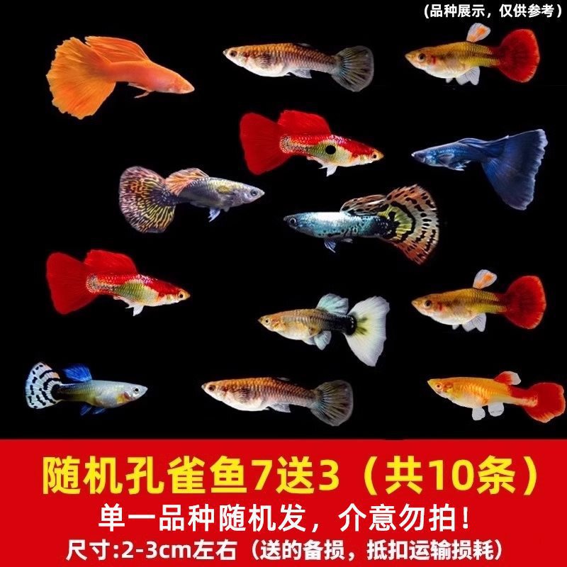 グッピー、フェニックステール、淡水、繁殖しやすく、育てやすい、純種のランプ科の小型熱帯魚観賞魚の稚魚|undefined