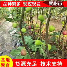 山东芭劳奈无花果苗批发价 布兰瑞克无花果树苗 斯特拉无花果树苗