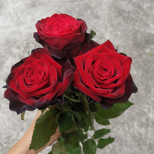 һ�����l�ڽ�õ�廨��������л��¼����԰��tɫ�̨ͥԺ����ֲ��