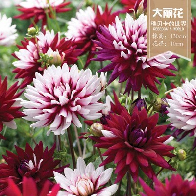 花のダリアの花はボールを植えます。|undefined