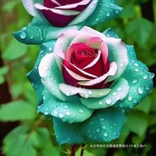 花卉盆栽品种双生玫瑰花苗库伊拉月季夏季月季老桩根四季开花跨境