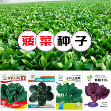 大圆叶菠菜种子小尖叶趴地农家土菠菜籽四季蔬菜春季秋紫波菜种籽