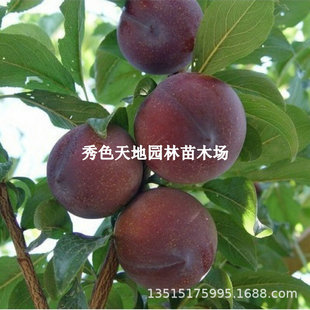 ������ڿ��y������޽Ӻڲ��ʺھ����ش���������Ϸ������Nֲ