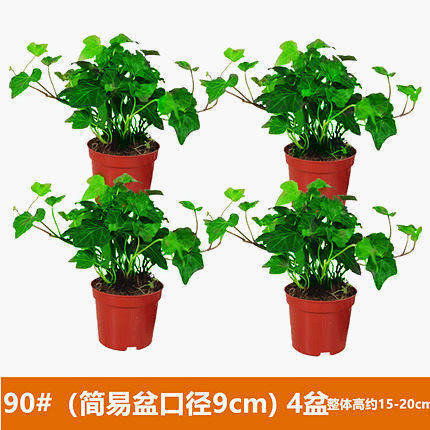 [4 포트] 90 # 아이비 (간이 대야) + 영양 용액