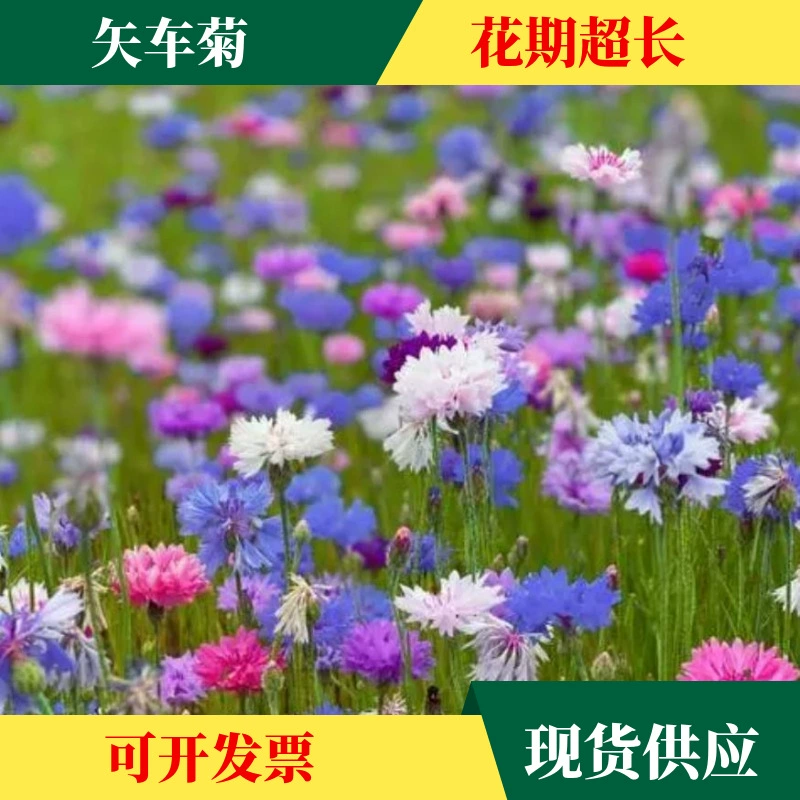 Производитель оптом смешанные цвета семена васильчика синий изумруд синий семена цветов гибискуса семена морского пейзажа