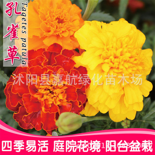 Peacock Grass Seeds Cold-Resistant Autumn Sowing Flower Plant Potted Landscape Engineering Garden Flower Sea Flower Seeds Flower Seeds