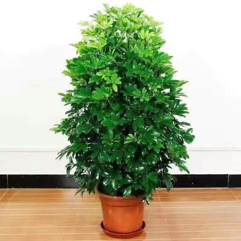 원토 [사육 분지] 특수 비료 + 농약