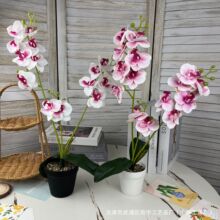 �ָ��zƬ3��15�^���~55cm�����m���滨�Ҿ��b����Ի�c����ٻ�