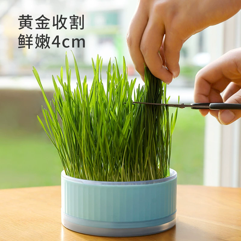 Новый кошачья трава в горшке ленивая беспочвенная гидропонная посадочная коробка для кошачьей травы горшок для выращивания семян пшеницы Набор чашек оптом