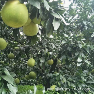 Sales Anfu Silkworm Golden Orchid Pomelo Saplings Jiangxi Pingxiang Pomelo Fruit Seedlings Jinggangshan White Heart Golden Orchid Pomelo Honey Pomelo
