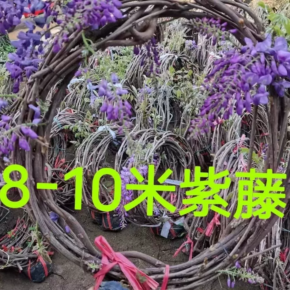 Саженцы вистерии 8- 10m очень длинные вьющиеся растения в горшках для посадки на землю, для восхождения по стенам, для навеса во дворе виллы, морозостойкие, термостойкие длинные вьющиеся растения